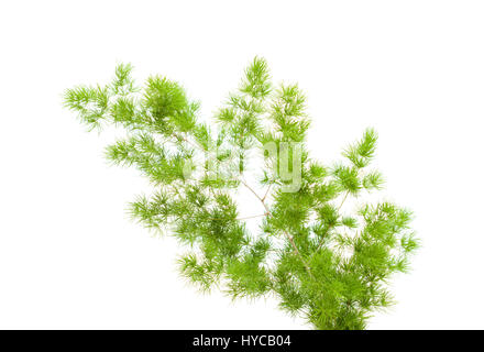 Asperges moelleux vert branches pour arrangement floral isolé sur fond blanc Banque D'Images