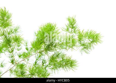 Asperges moelleux vert branches pour arrangement floral isolé sur fond blanc Banque D'Images