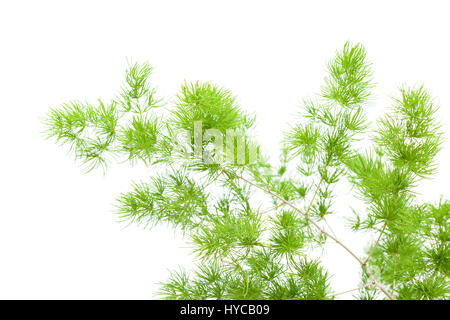 Asperges moelleux vert branches pour arrangement floral isolé sur fond blanc Banque D'Images