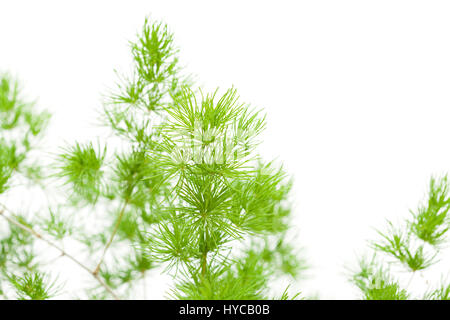 Asperges moelleux vert branches pour arrangement floral isolé sur fond blanc Banque D'Images