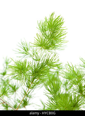 Asperges moelleux vert branches pour arrangement floral isolé sur fond blanc Banque D'Images