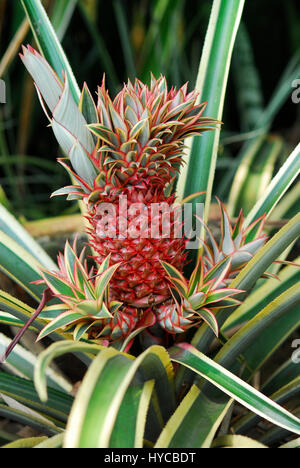 Peau rouge ananas ananas, fruit de son arbre à feuilles vert sur une plantation dans la matinée utilisée pour la vente commerciale. Banque D'Images