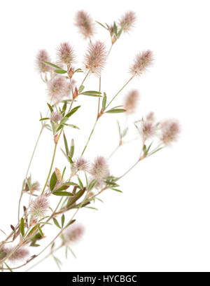 La flore de Gra Canaria - Trifolium arvense, trèfle pied de lièvre, isolated on white Banque D'Images