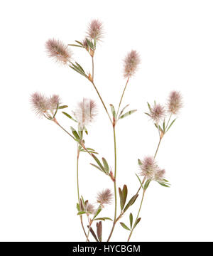 La flore de Gra Canaria - Trifolium arvense, trèfle pied de lièvre, isolated on white Banque D'Images