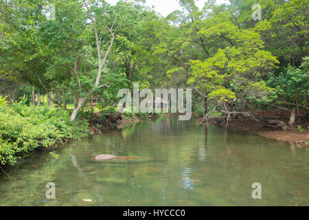 Ao luxuriant fils camp dans la jungle, Ko Tarutao Island, Thaïlande Banque D'Images