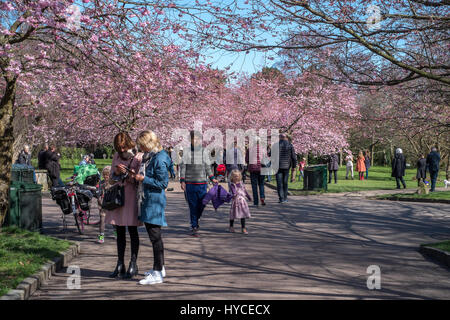 Le printemps arrive au Danemark. Une fois par an les habitants et les touristes affluent à Cimetière Bispebjerg à Copenhague, pour profiter de l'avenue des cerisiers en fleurs rose. Banque D'Images