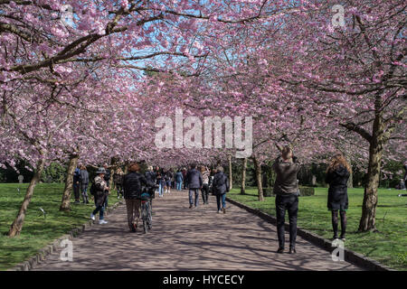 Le printemps arrive au Danemark. Une fois par an les habitants et les touristes affluent à Cimetière Bispebjerg à Copenhague, pour profiter de l'avenue des cerisiers en fleurs rose. Banque D'Images