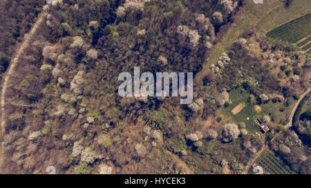 Vue aérienne de la forêt avec les cerises sauvages se réveiller au printemps. Banque D'Images