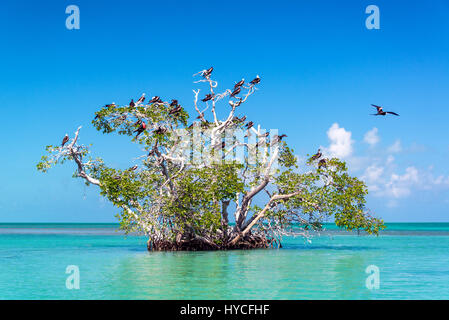 Palétuvier dans la mer des Caraïbes dans la Réserve de biosphère de Sian Kaan près de Tulum, Mexique Banque D'Images