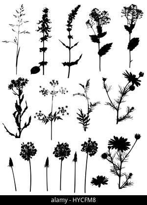 Jeu de silhouettes noires fleurs et plantes sur un fond blanc Banque D'Images