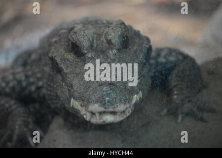 Crocodile nain Banque D'Images