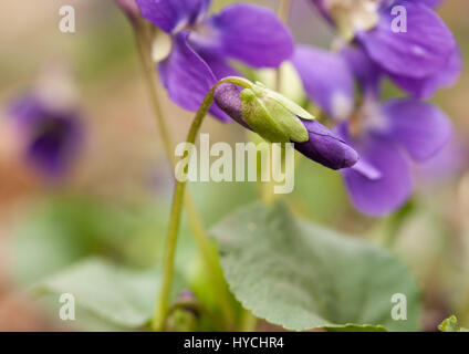 Fleurs violettes au printemps en fleurs Banque D'Images