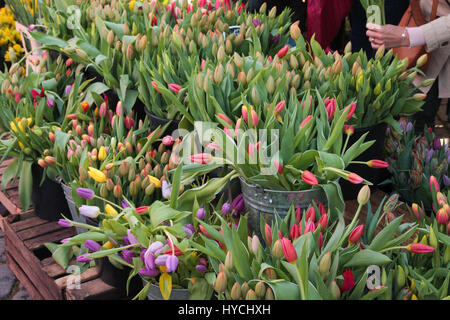 Tulipes colorées à l'affiche au marché de fermiers en Mars Banque D'Images