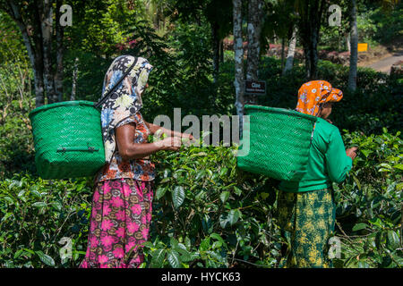 Sri Lanka, près de Galle, village d'Akuressa. Jardin de thé vert biologique & Tea Factory, la seule ferme de thé biologique dans le sud du Sri Lanka. Te féminine type Banque D'Images