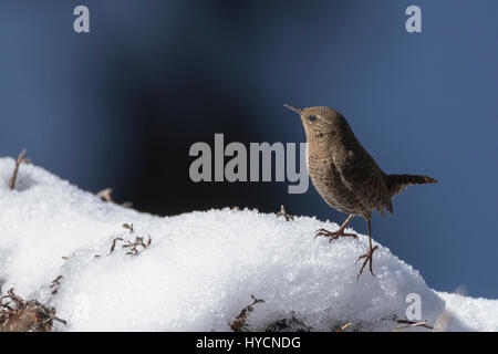 Troglodyte mignon (Troglodytes troglodytes) à Kedarnath Wildlife Sanctuary, Uttarakhand, Inde Banque D'Images