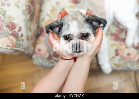 Belle jeune shih tzu caressé par son gant Banque D'Images