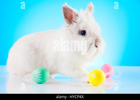 Lapin de Pâques blanc assis dans l'herbe verte avec les oeufs colorés autour de Banque D'Images