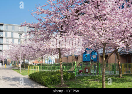 Prunus. Les cerisiers japonais en fleurs à la fin du mois de mars. Petersfield vert, Milton Keynes, Buckinghamshire, Angleterre Banque D'Images