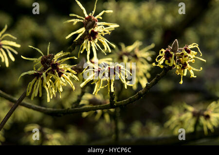 Hamamelis x intermedia 'parfum' de gimborn Banque D'Images