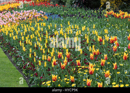 St James Park parterre printemps avec des tulipes. Ville de Westminster. Londres Banque D'Images