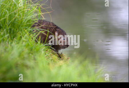 Le Campagnol de l'eau, Arvicola terrestris, adulte seul assis sur les bords de la rivière. West Sussex, UK. Banque D'Images