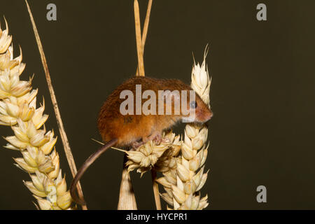 Micromys minutus, Souris, seul adulte assis sur des épis de maïs. (Captive) Banque D'Images
