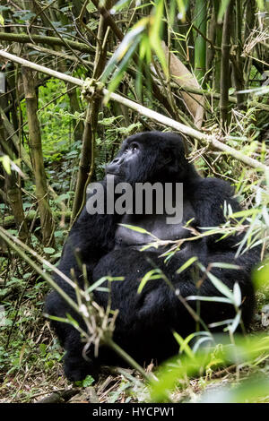 Femme gorille de montagne dans la forêt de bambous, le Parc National des Volcans Virunga, le Rwanda, l'Afrique. Banque D'Images