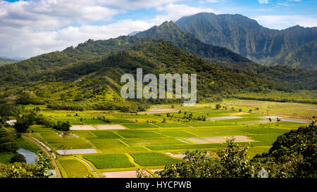 Paysage panoramique vue de Hanalei valley et le vert des champs de taro, Kauai, Hawaii, USA Banque D'Images