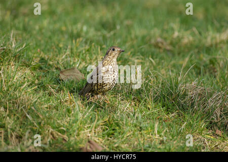 Mistle Thrush (Turdus viscivorus), adultes se nourrissent dans l'herbe, Derbyshire, Angleterre, Mars Banque D'Images