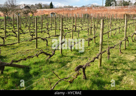 La cuisine jardin à Croft Castle, Herefordshire, Angleterre. Les vignes dans le vignoble, qui produit un vin blanc Banque D'Images