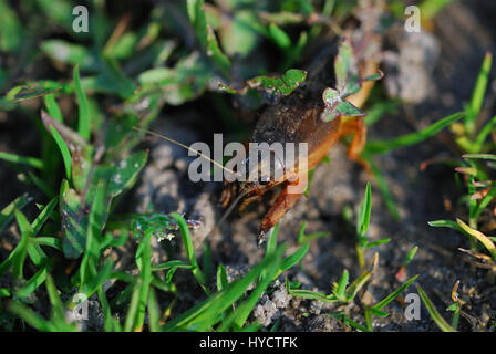 Courtilière Gryllotalpa gryllotalpa) (in grass Banque D'Images