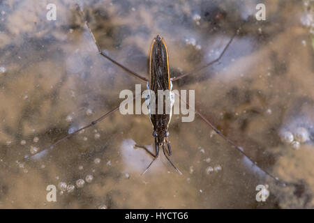 Étang commun (patineur Gerris lacustris) à partir de ci-dessus. Bug aquatique commun aka Water Strider sur la surface de l'étang, montrant le détail des yeux et des jambes avant Banque D'Images