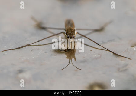 Étang commun (patineur Gerris lacustris) sur la tête. Bug aquatique commun aka Water Strider sur la surface de l'étang, montrant le détail des yeux et des jambes avant Banque D'Images