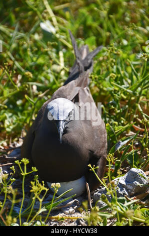 Un site de nidification des sternes noddy commun (Anous stolidus) assis sur son oeuf, Lady Elliot Island, Grande Barrière de Corail, Queensland, Australie Banque D'Images