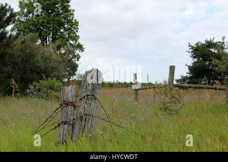Vieux poteaux de clôture en été Banque D'Images
