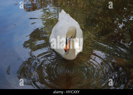 White Swan est la natation dans l'étang. Banque D'Images