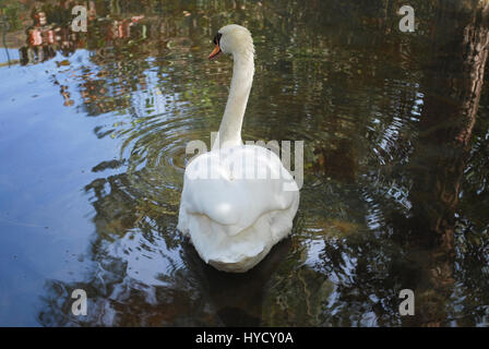 White Swan est la natation dans l'étang. Banque D'Images