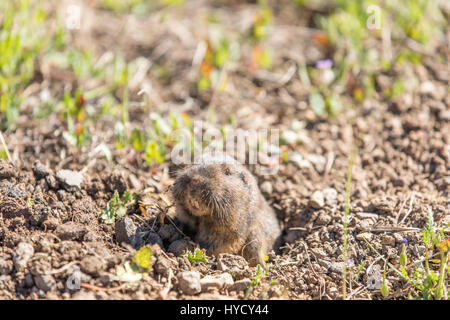Botta's Pocket Gopher - Thomomys bottae), à son terrier. Banque D'Images