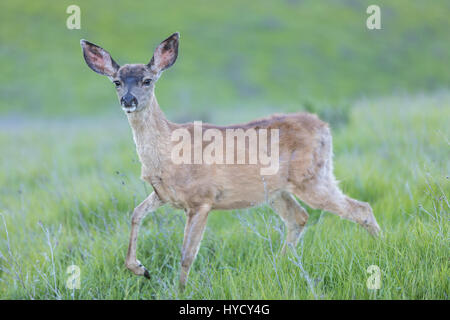 Les Cerfs à queue noire (Odocoileus hemionus) faon. Banque D'Images