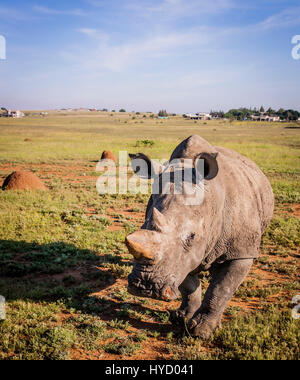 Le rhinocéros blanc d'Afrique du Sud Banque D'Images