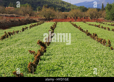 Les terres agricoles de la vallée rouge avec sol terra rosa, Lliber, Marina Alta, province d'Alicante, Espagne Banque D'Images