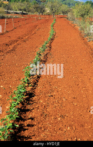 Les terres agricoles de la vallée rouge avec sol terra rosa, Lliber, Marina Alta, province d'Alicante, Espagne Banque D'Images