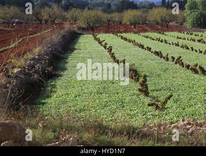 Les terres agricoles de la vallée rouge avec sol terra rosa, Lliber, Marina Alta, province d'Alicante, Espagne Banque D'Images