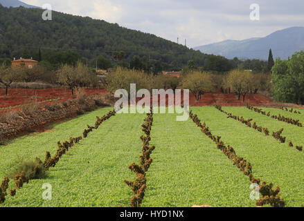 Les terres agricoles de la vallée rouge avec sol terra rosa, Lliber, Marina Alta, province d'Alicante, Espagne Banque D'Images