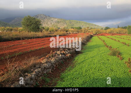 Les terres agricoles de la vallée rouge avec sol terra rosa, Lliber, Marina Alta, province d'Alicante, Espagne Banque D'Images