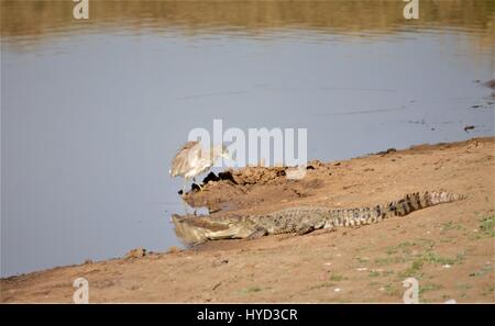 Crocodiles agresseur Banque D'Images