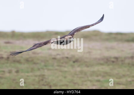 Un magnifique Golden Eagle survole la route alors qu'elle chasse les écureuils terrestres dans les prairies du nord de la Californie. Banque D'Images