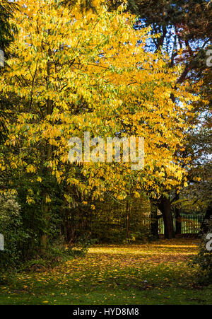 Un beau grand arbre jaune se trouve dans l'Ormeau park Belfast Banque D'Images