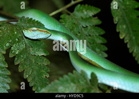 Un Piper Borné Arboricole (Tropidolaemus Subannulatus) Dans Le Parc National De Mulu, Bornéo, Malaisie Banque D'Images