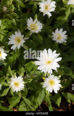 Fleurs de la forme inhabituelle de la double, l'anémone des bois Anemone nemorosa 'Bracteata' Plena Banque D'Images